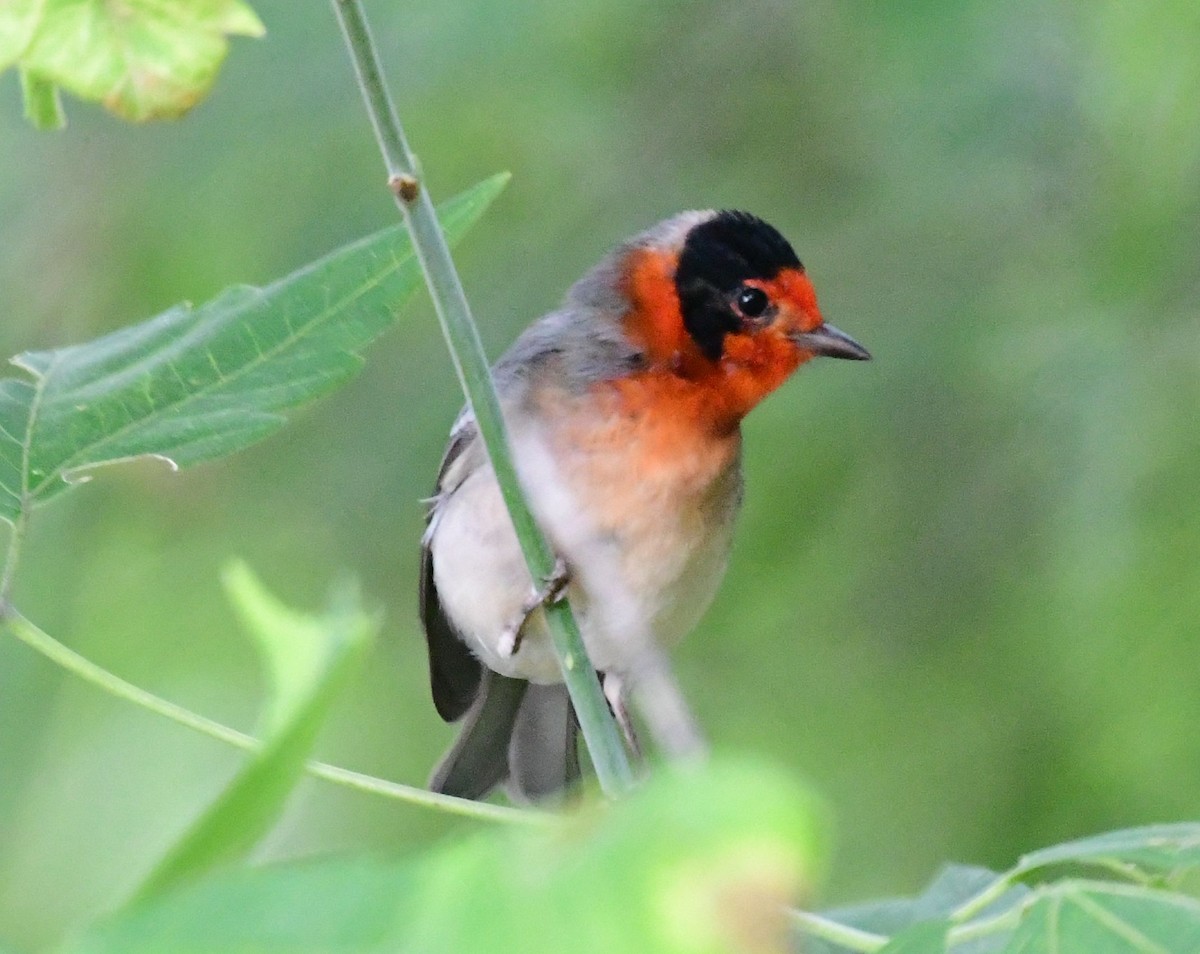 Red-faced Warbler - ML178591281