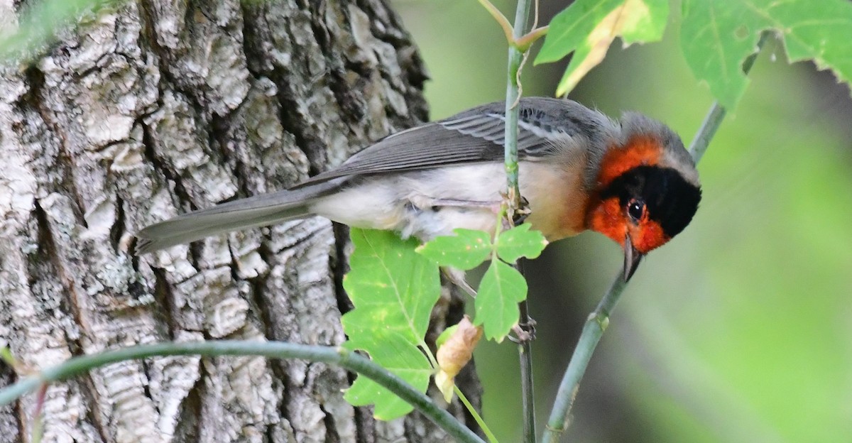 Red-faced Warbler - ML178591361