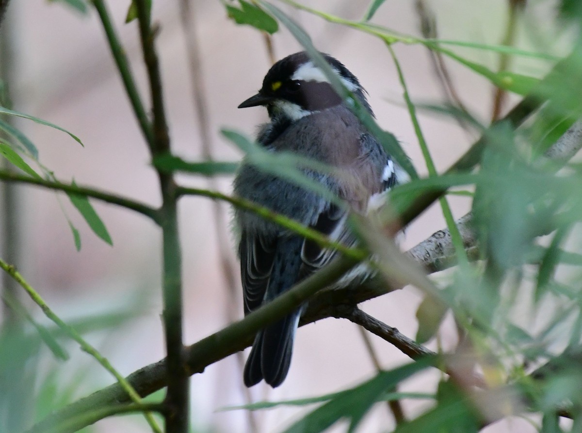 Black-throated Gray Warbler - ML178592391