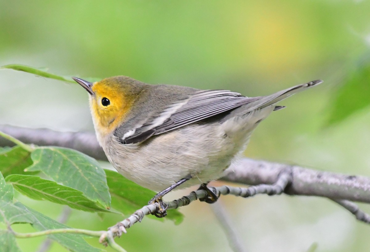 Hermit Warbler - ML178592581