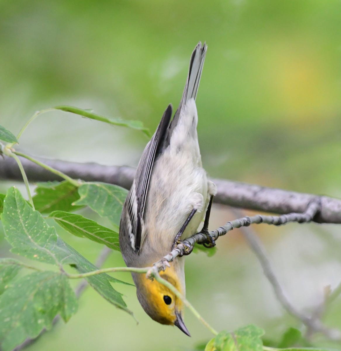 barnålparula - ML178592591