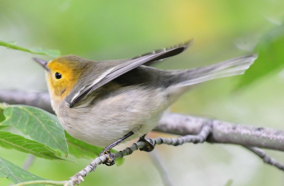 Hermit Warbler - ML178592601