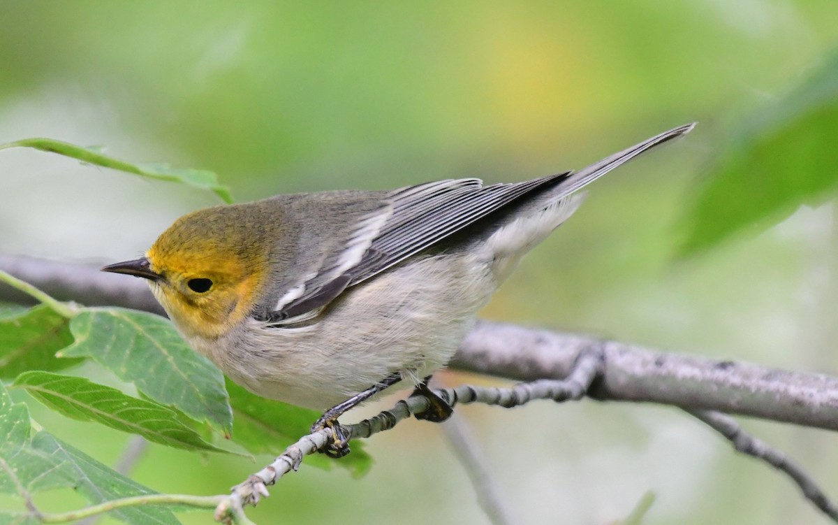 Hermit Warbler - ML178592611