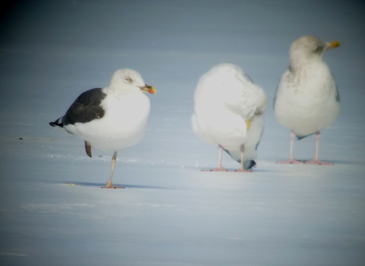 Бэсрэг цахлай - ML178593161