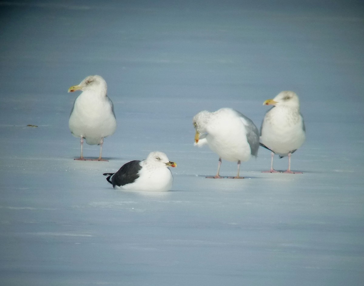 Бэсрэг цахлай - ML178593171