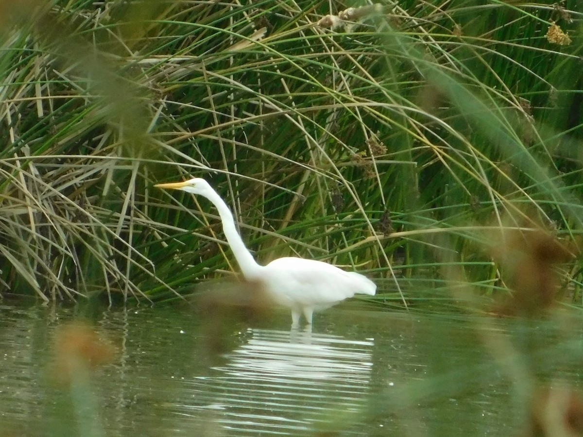 Great Egret - Rajan Rao