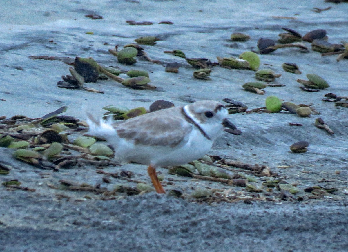 Piping Plover - Sam Krah