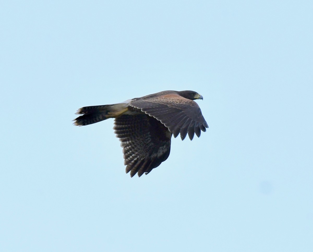 Harris's Hawk - ML178594971