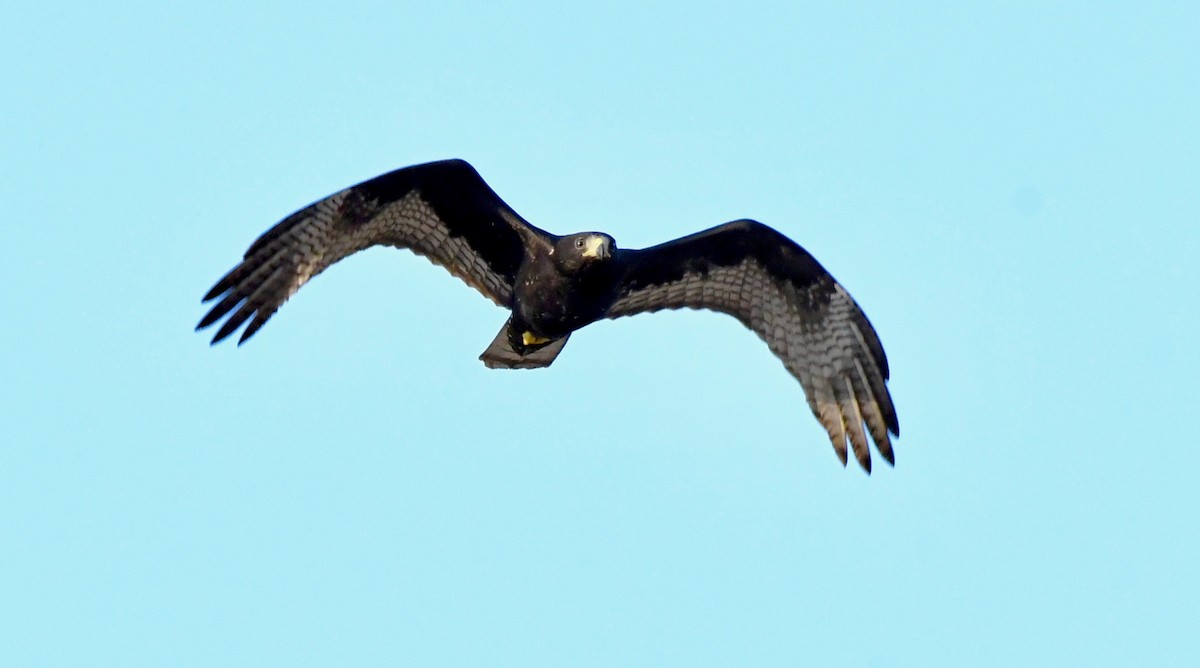 Zone-tailed Hawk - ML178595001