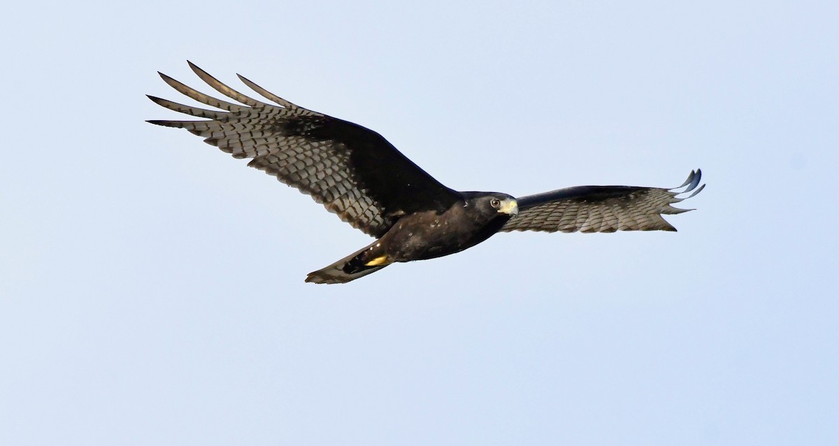 Zone-tailed Hawk - ML178595011