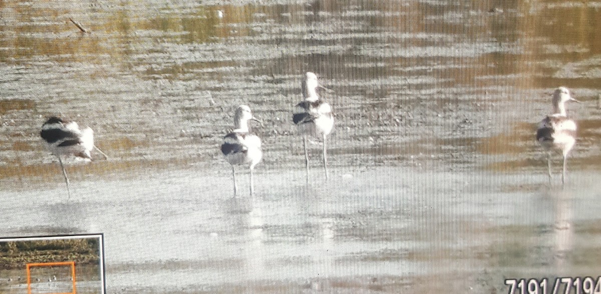 Avoceta Americana - ML178595591