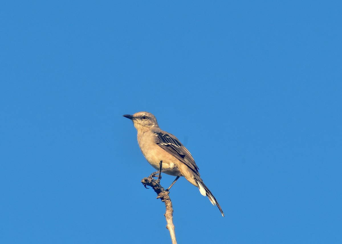 Tropical Mockingbird - ML178596201