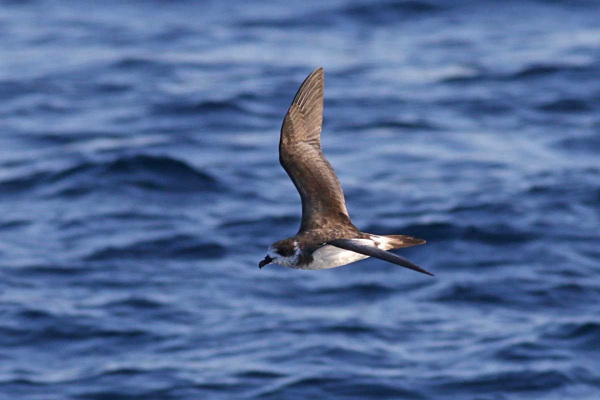 Bermuda Petrel - ML178597001