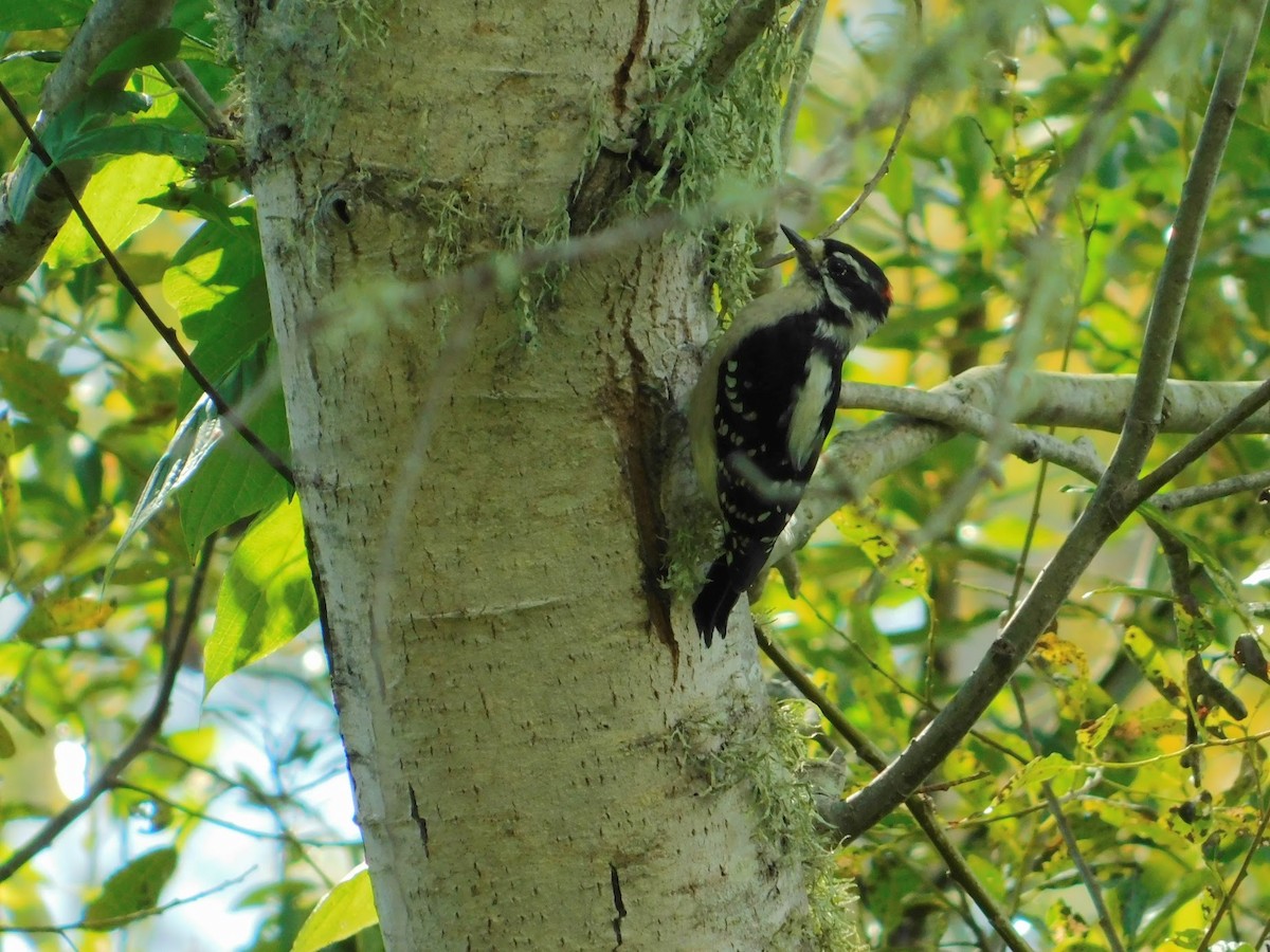 Downy Woodpecker (Pacific) - ML178597701