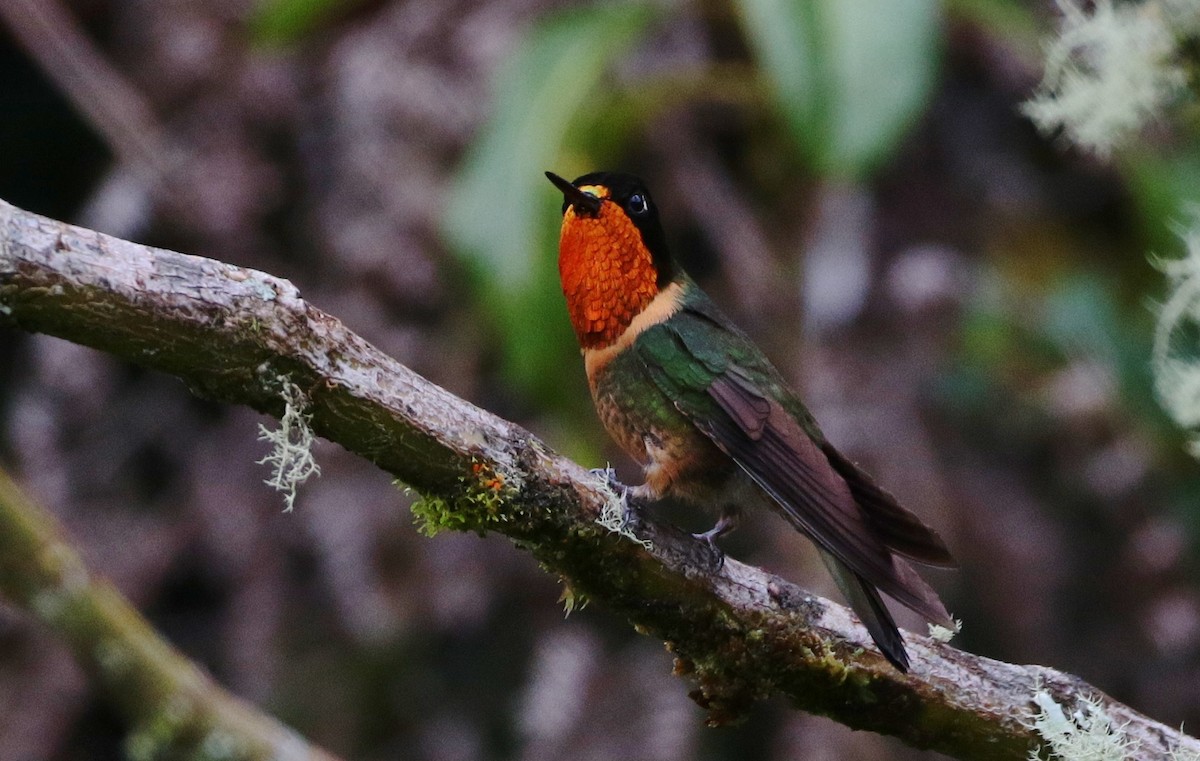 Orange-throated Sunangel - Margareta Wieser