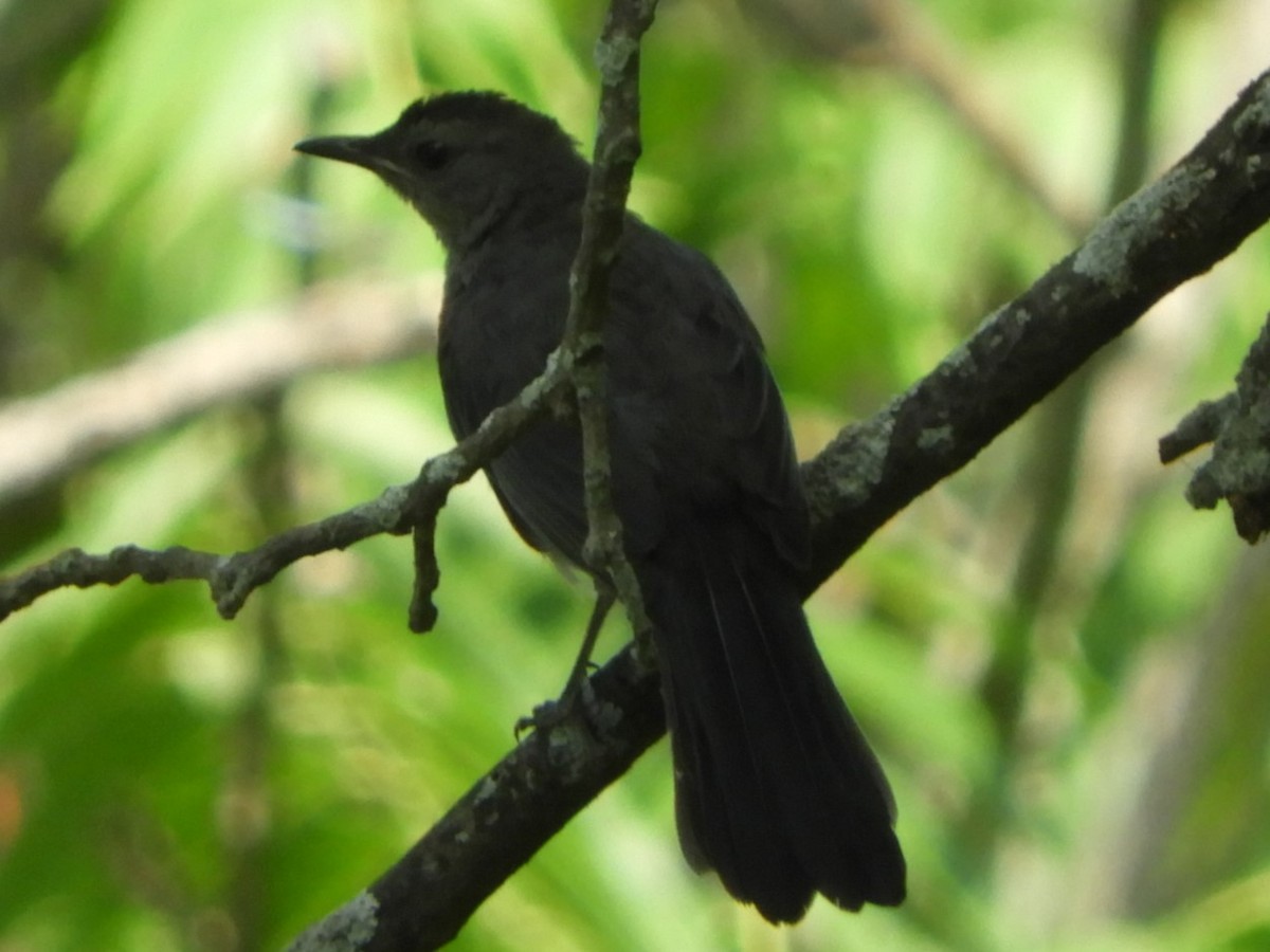 Gray Catbird - ML178598051