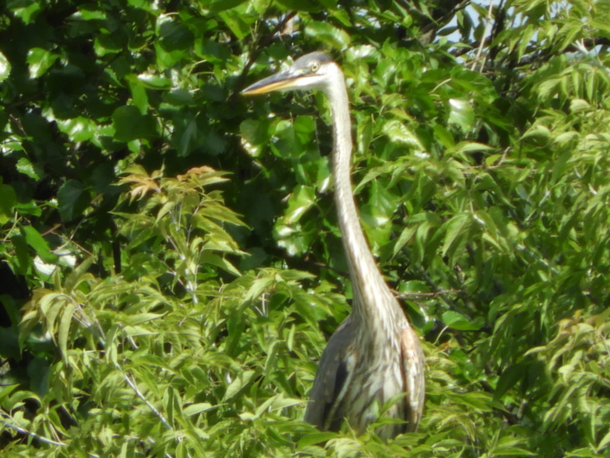 Great Blue Heron - ML178598301