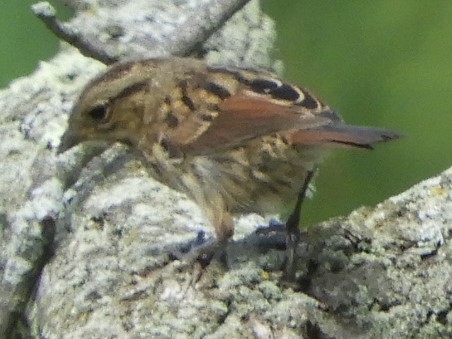 Swamp Sparrow - ML178598521