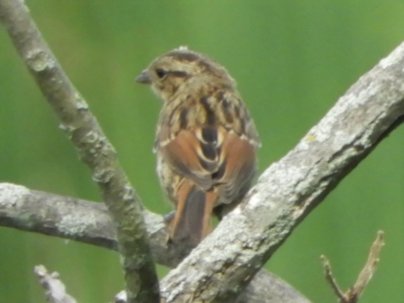 Swamp Sparrow - ML178598531