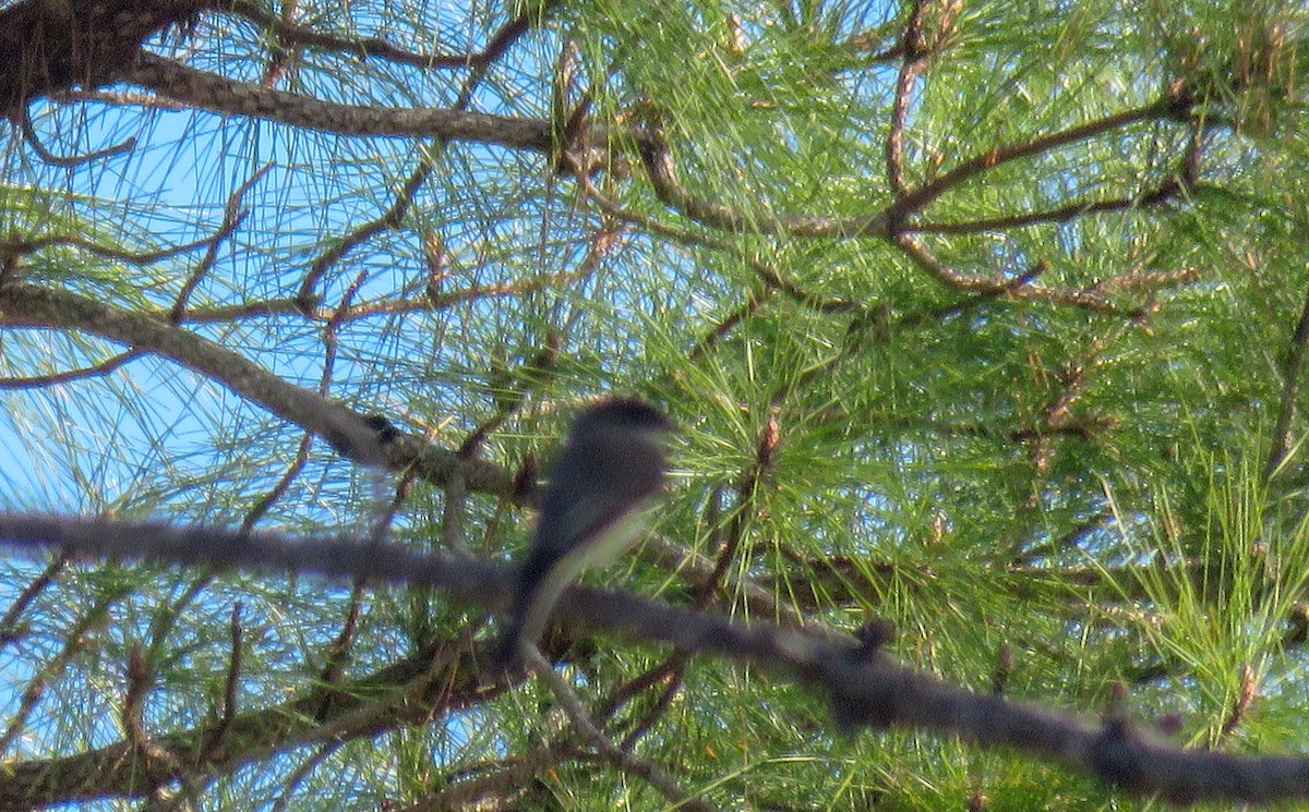 Eastern Phoebe - Sam Krah