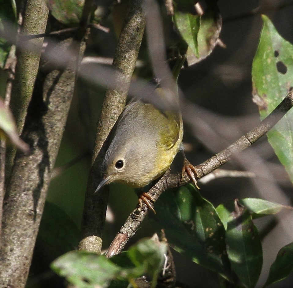 Nashville Warbler - ML178599981