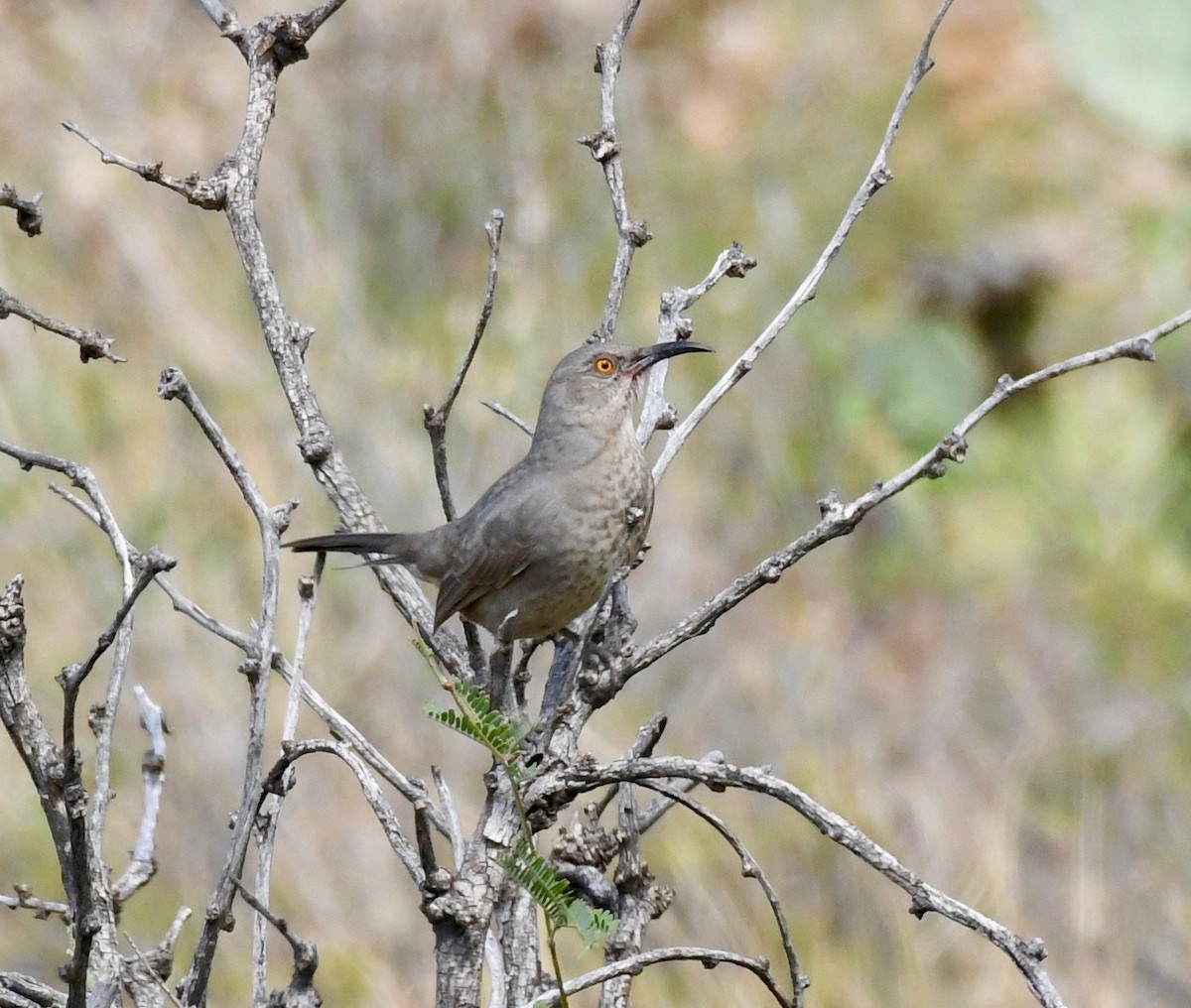 Moqueur à bec courbe - ML178600901