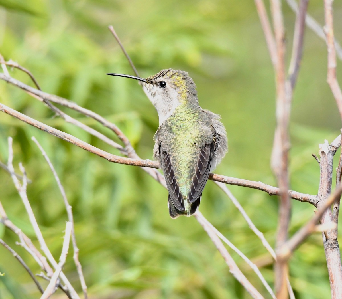 Colibri de Costa - ML178601001