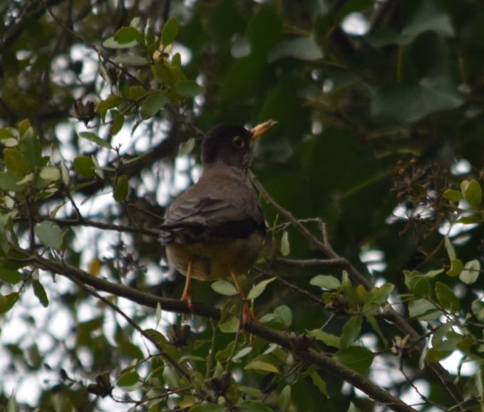 drozd falklandský - ML178601291