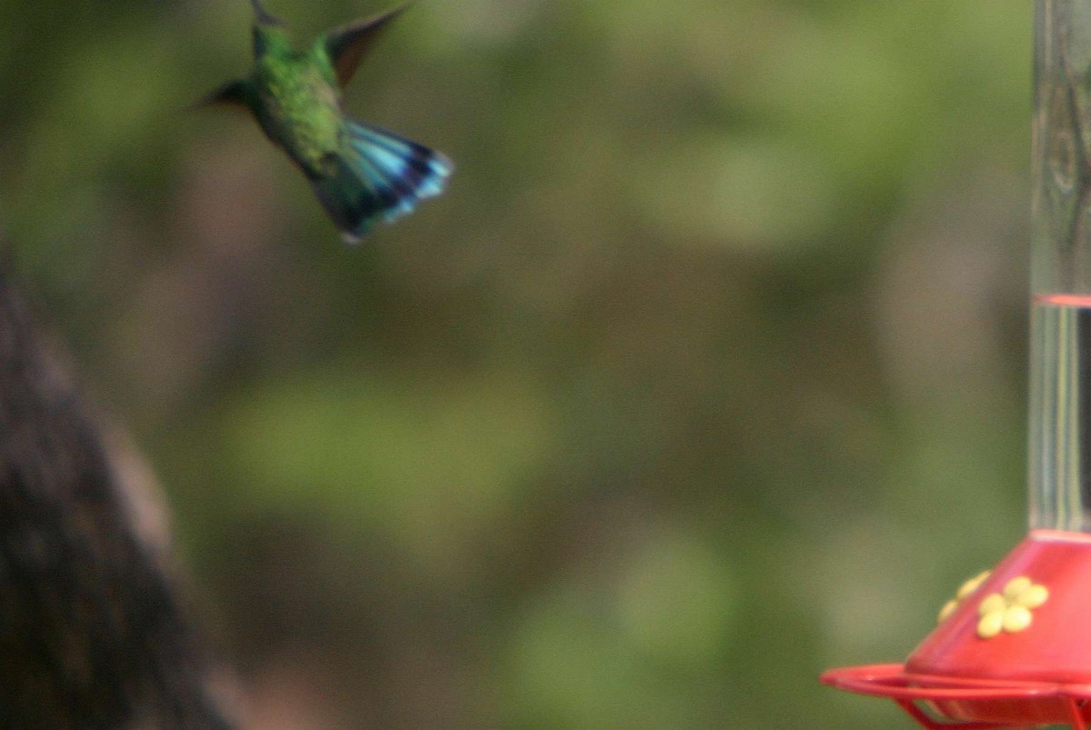 Mexican Violetear - ML178604111