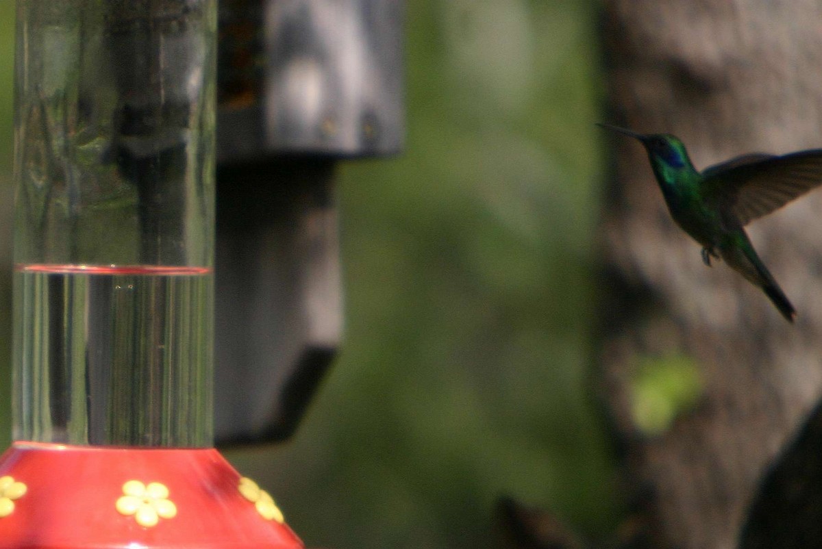 kolibřík zelený - ML178604121