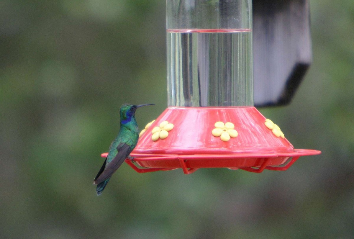 kolibřík zelený - ML178604131