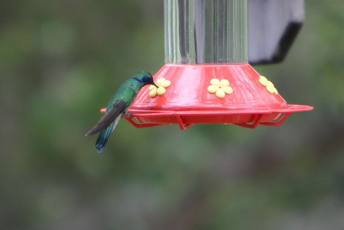 kolibřík zelený - ML178604141