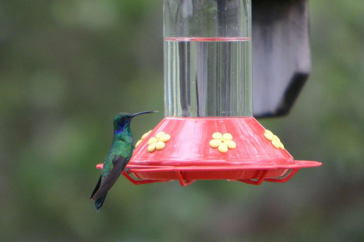 kolibřík zelený - ML178604151