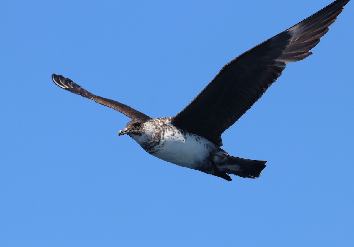 Pomarine Jaeger - Joseph Bourget