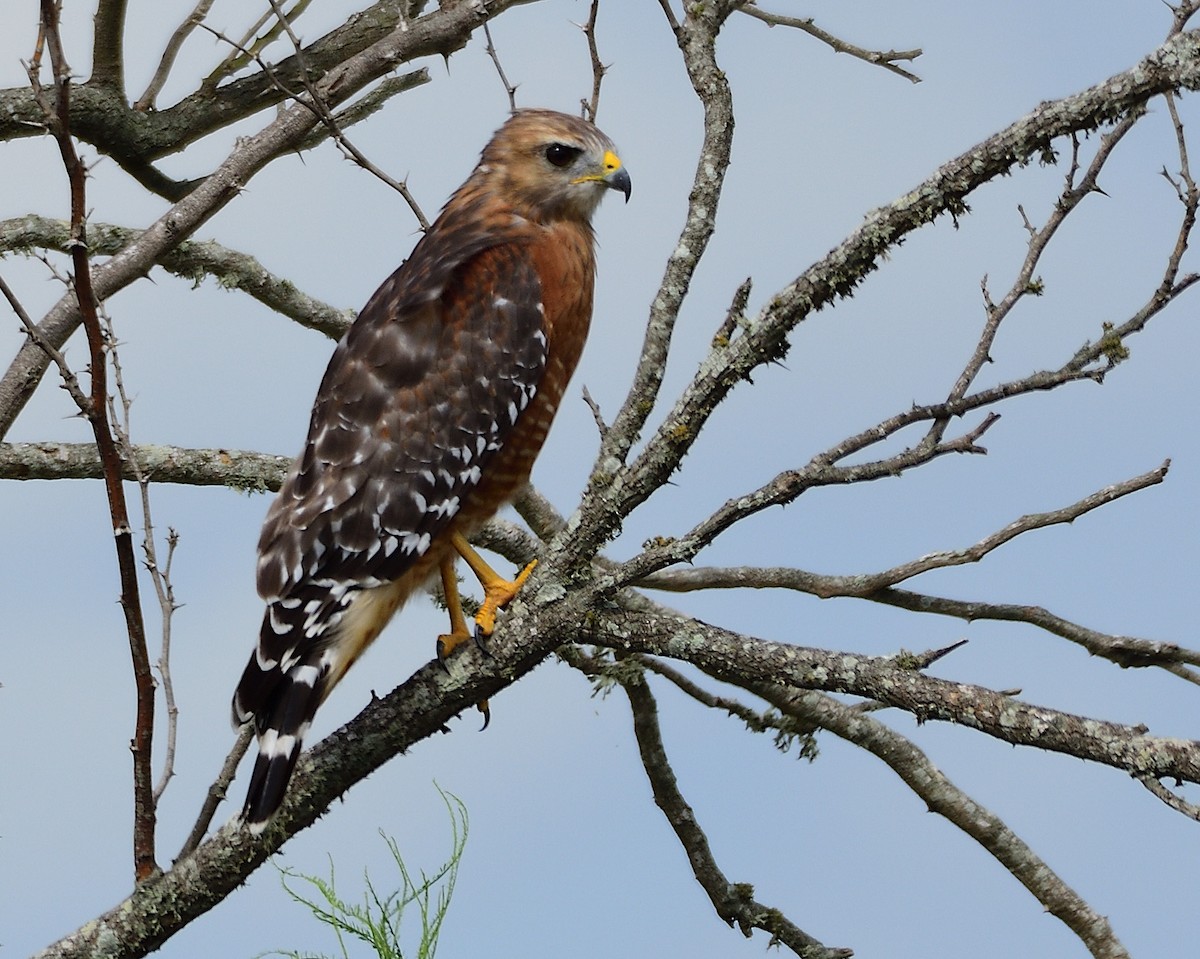 Red-shouldered Hawk - ML178604401