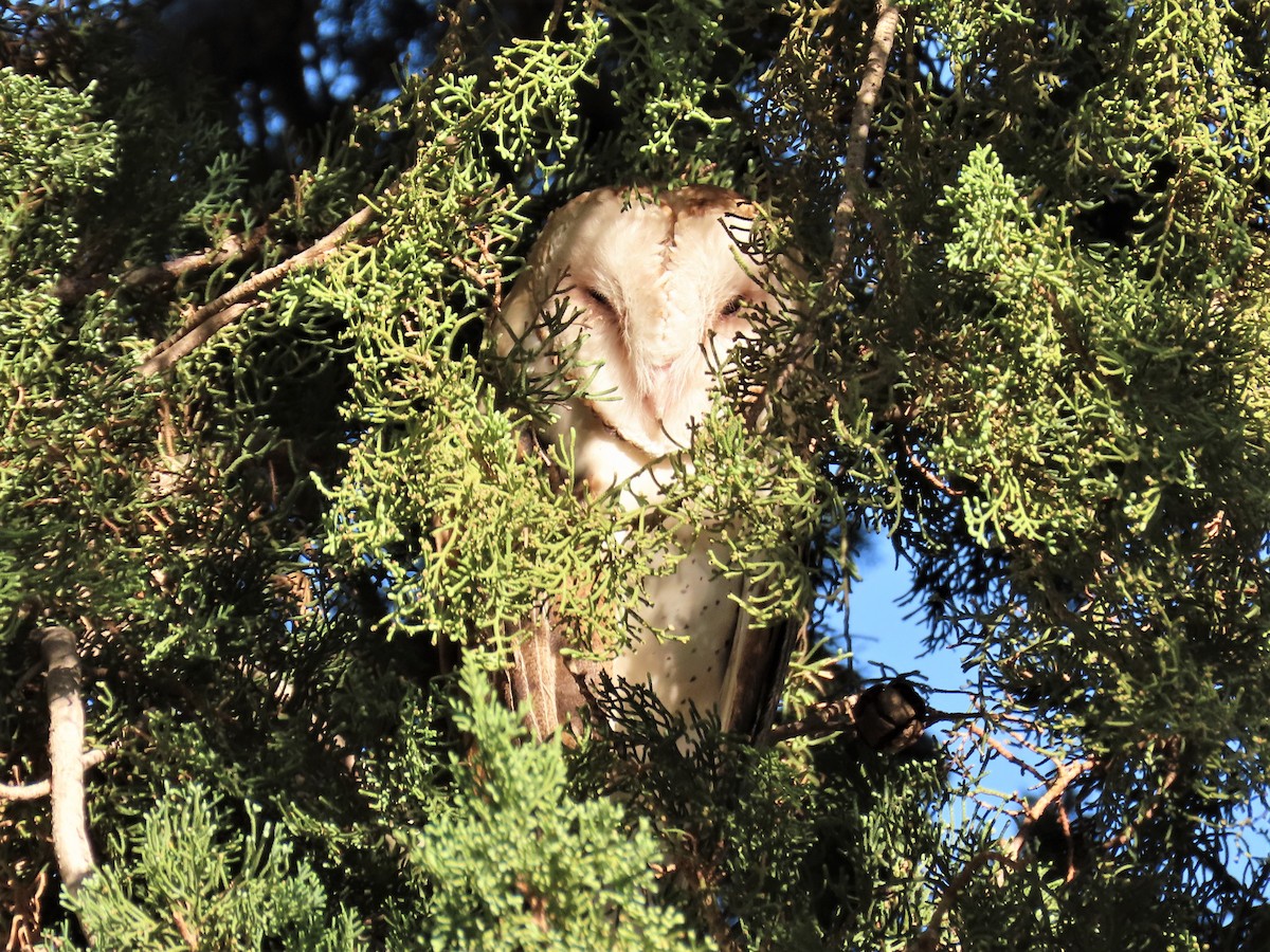 Barn Owl (American) - ML178605301