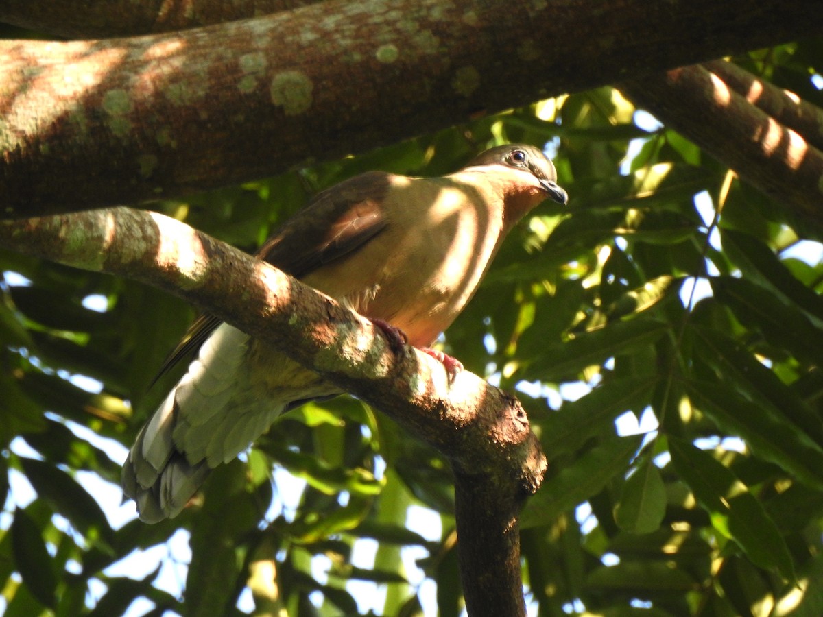 White-eared Brown-Dove - ML178608801