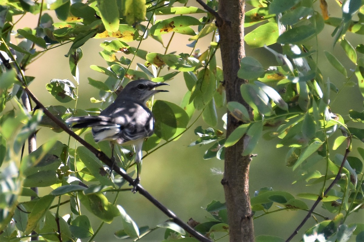 Northern Mockingbird - ML178609031