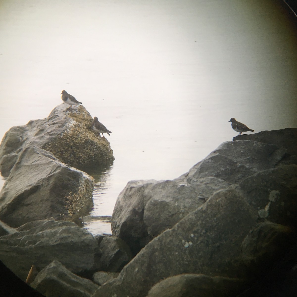 Black Turnstone - ML178609661