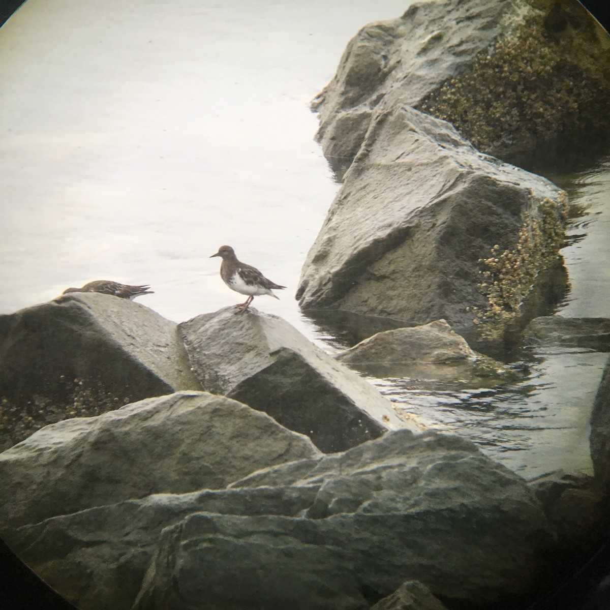 Black Turnstone - emily gorda