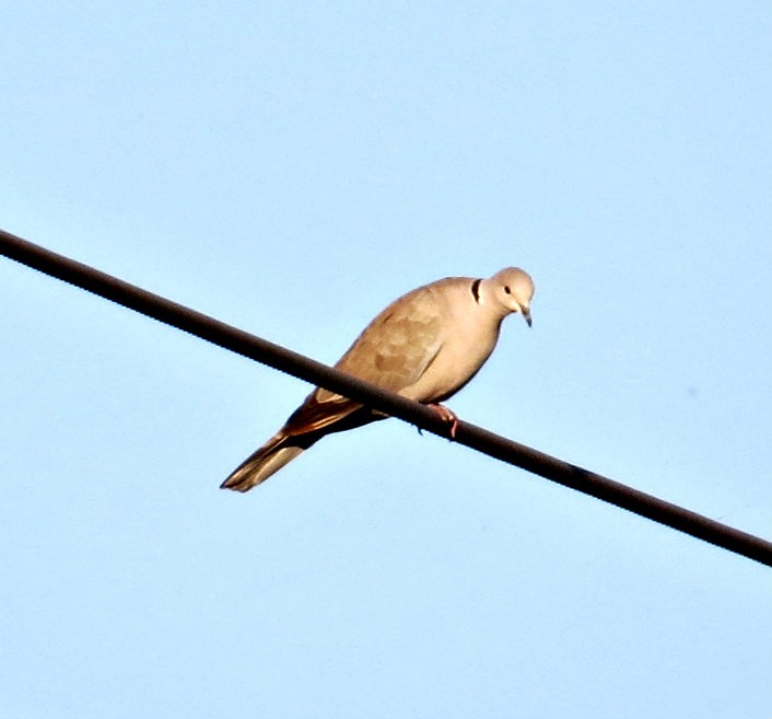 Eurasian Collared-Dove - ML178610301