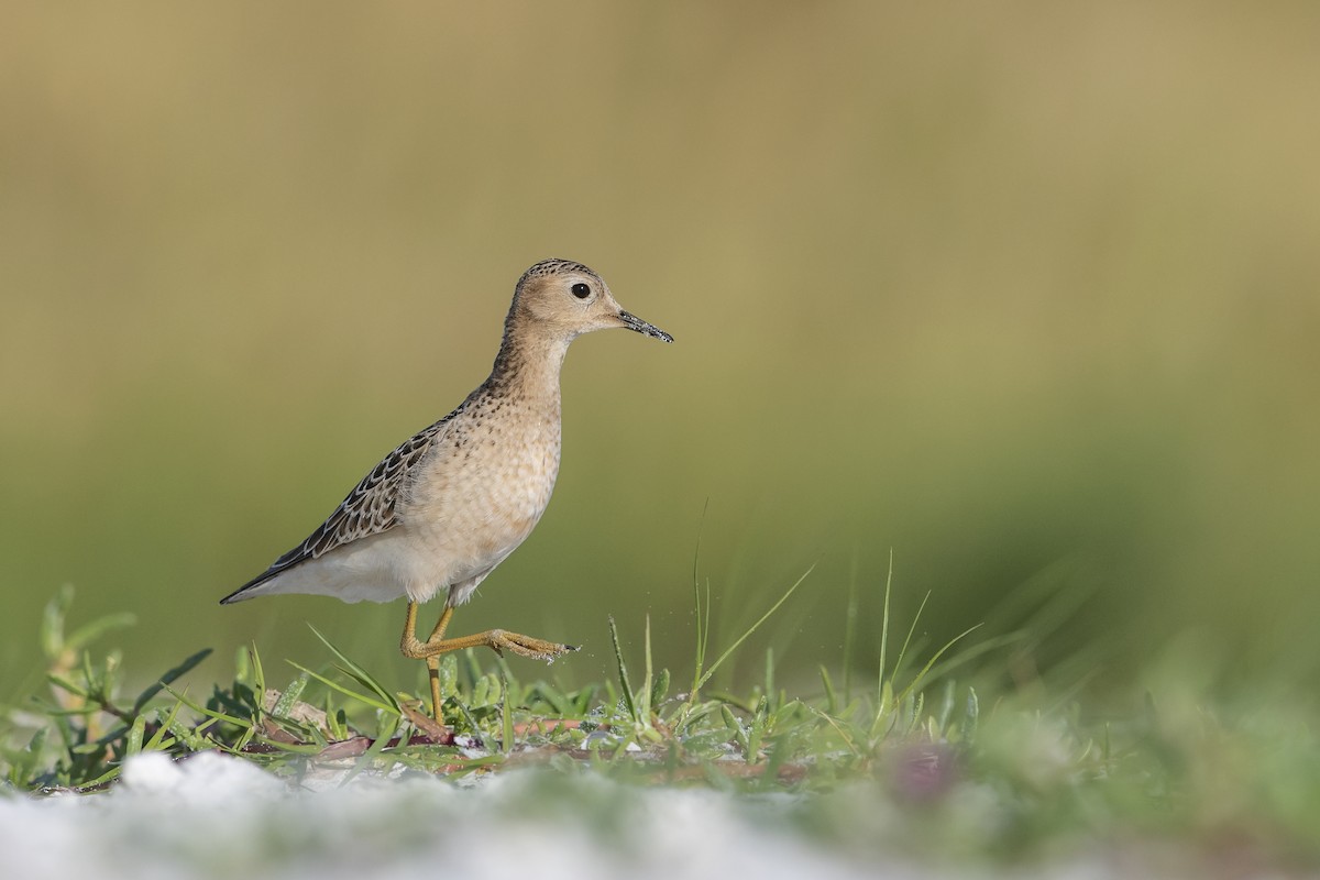 Buff-breasted Sandpiper - ML178612341