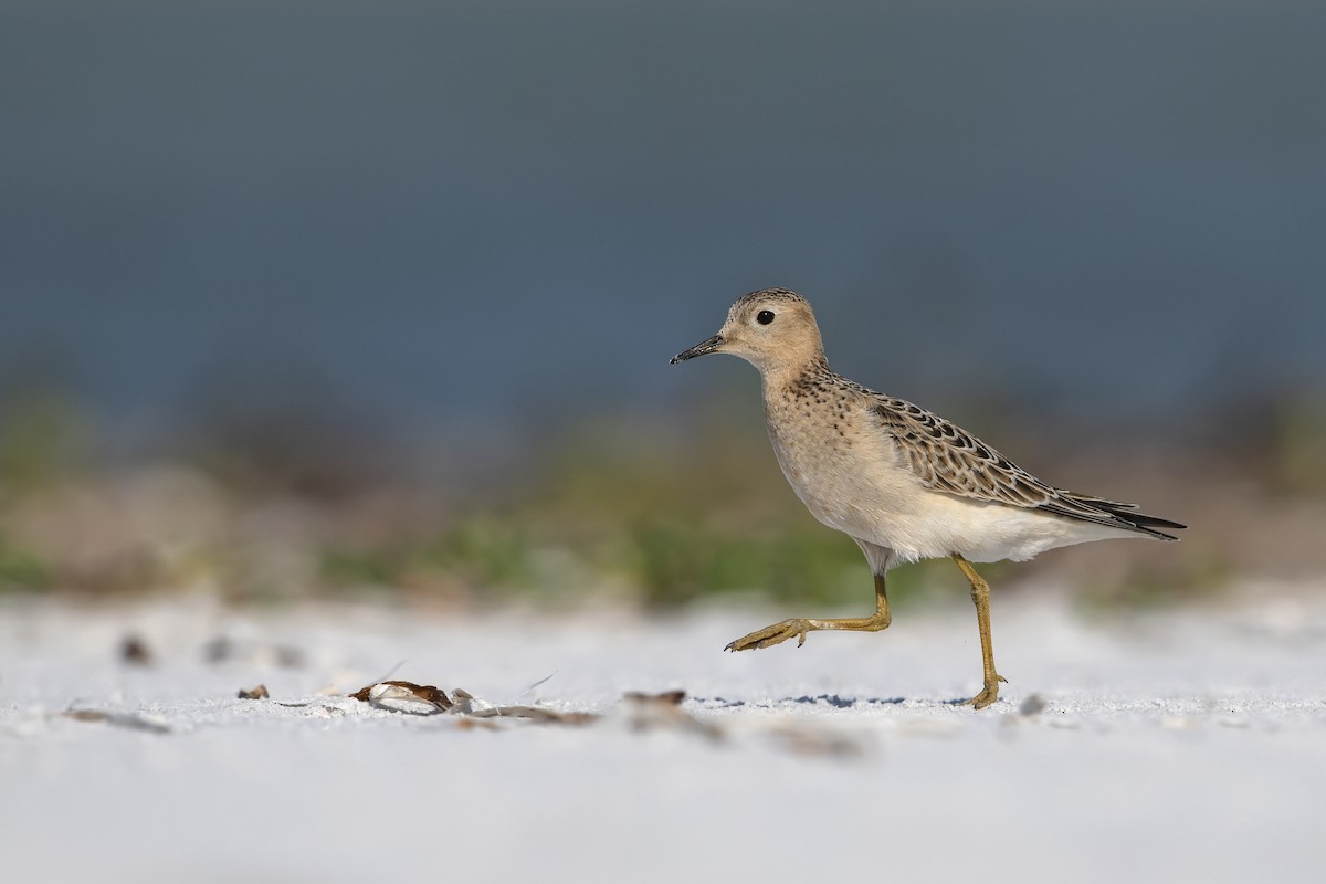 Buff-breasted Sandpiper - ML178612381