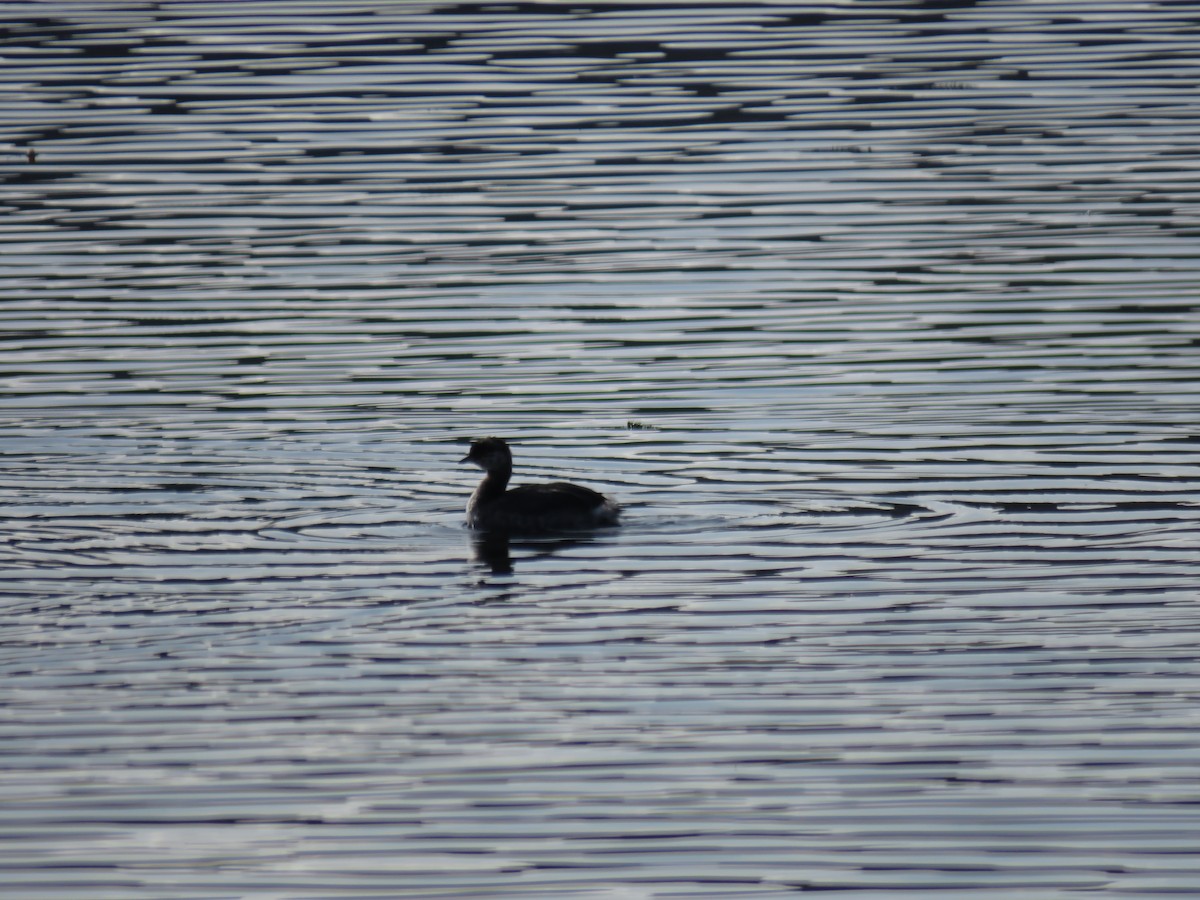 Horned Grebe - ML178613411