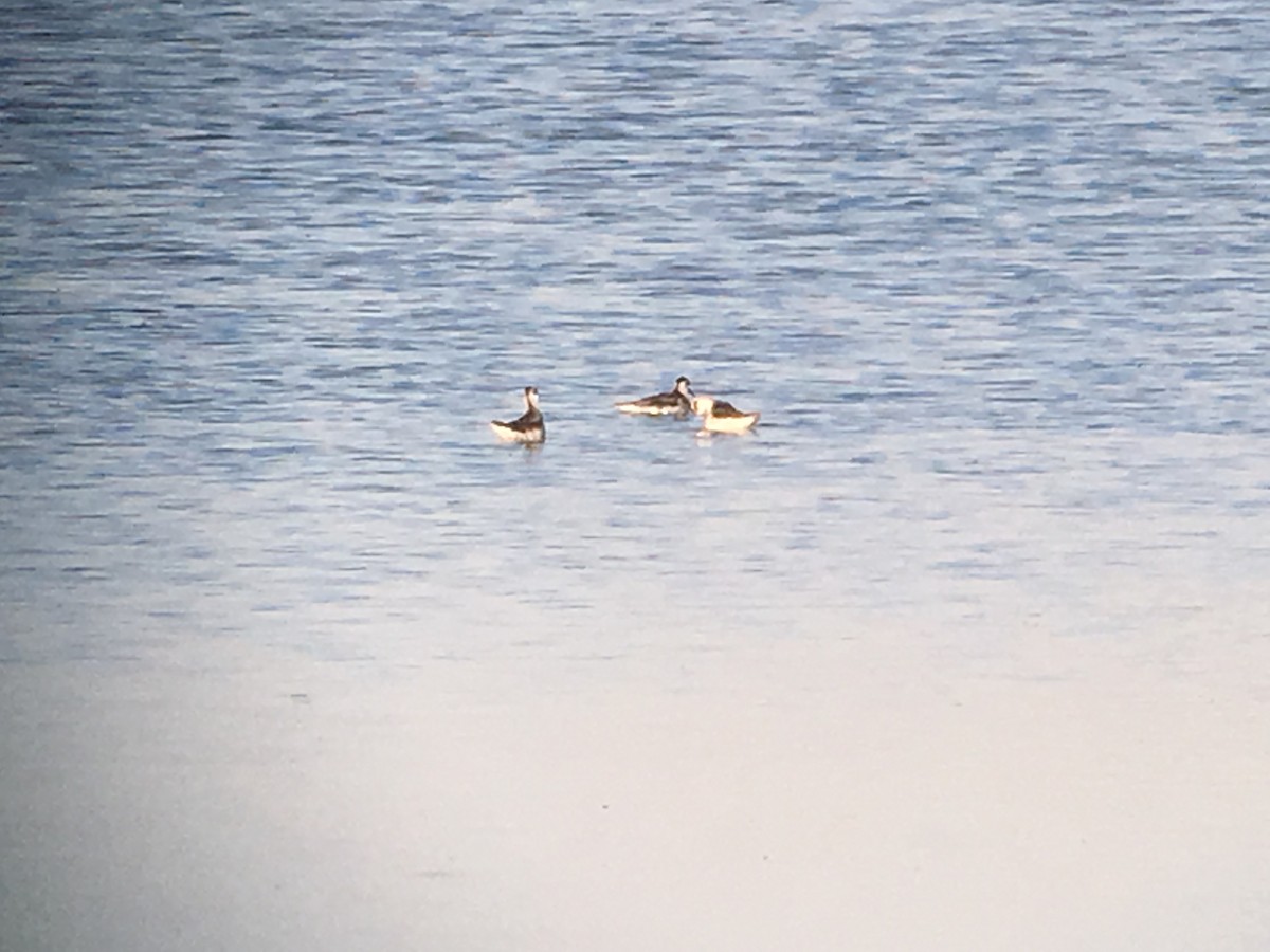 Mendebal-txori mokomehea - ML178615401