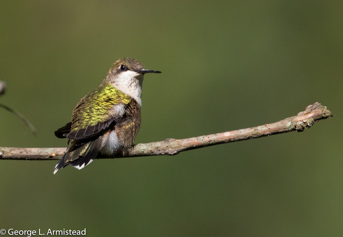 Ruby-throated Hummingbird - George Armistead | Hillstar Nature