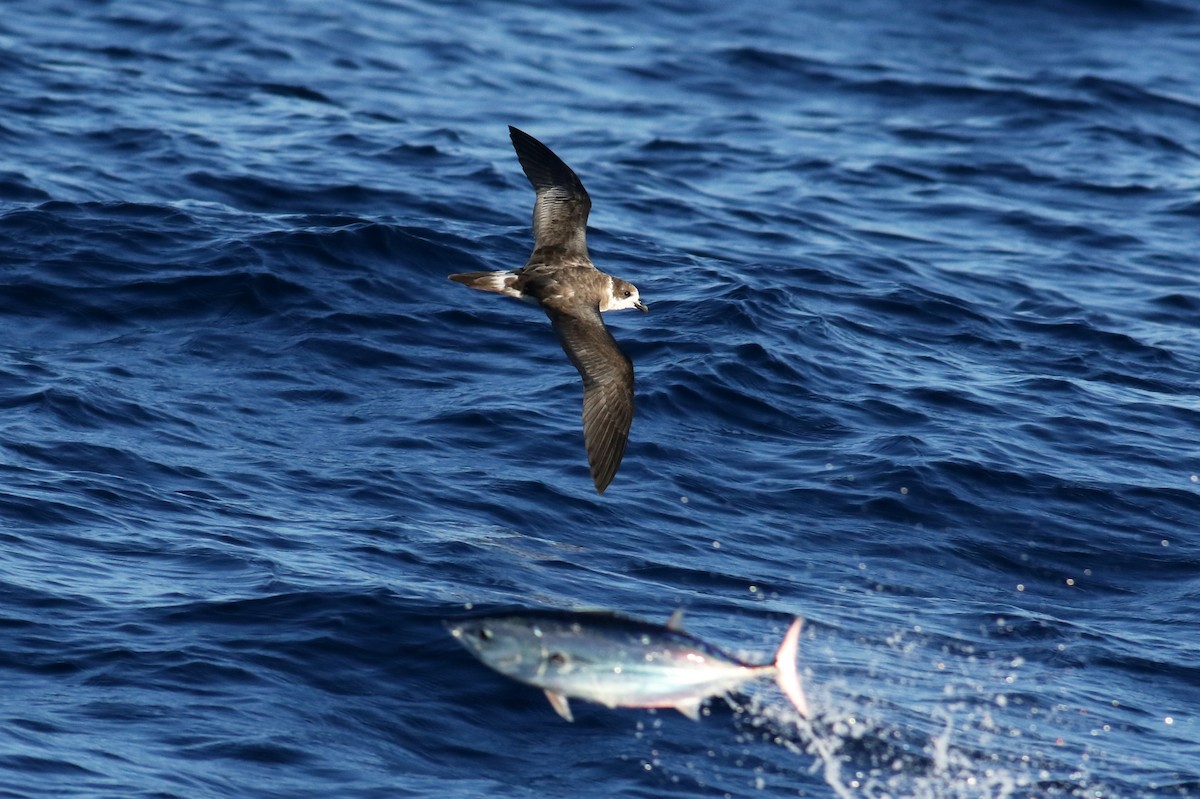 Bermuda Petrel - ML178616111