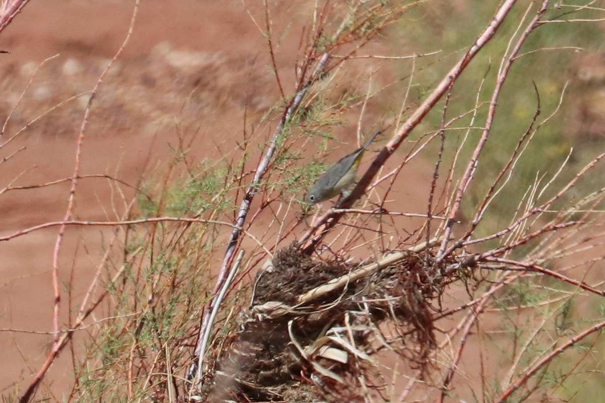 Virginia's Warbler - ML178617051