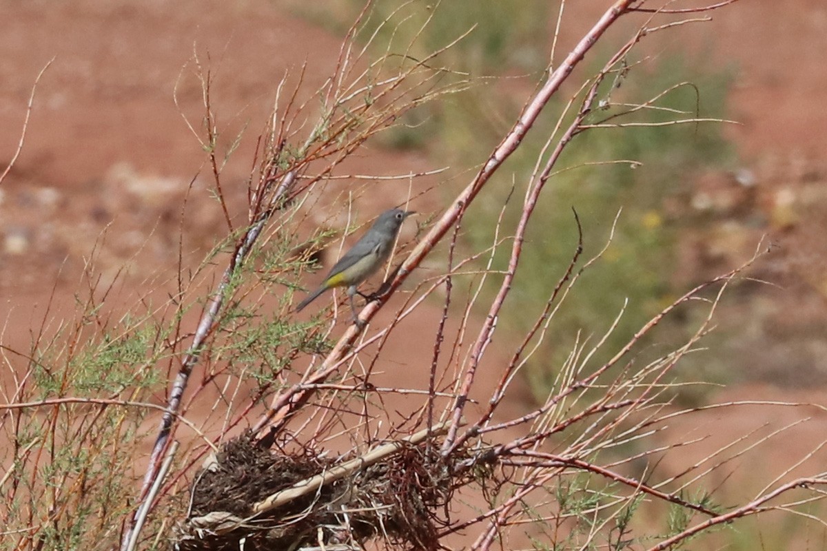 Virginia's Warbler - ML178617061