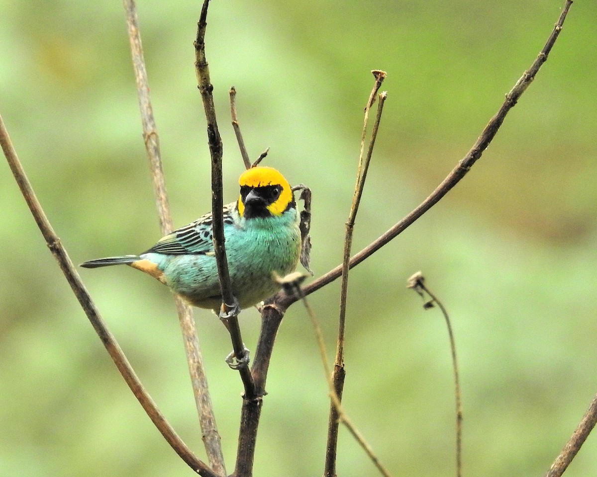 Saffron-crowned Tanager - Tania Aguirre